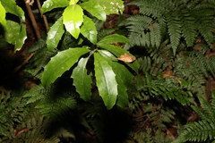 Polyosma cunninghamii