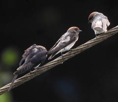 Petrochelidon fluvicola