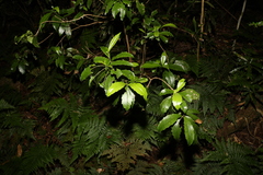 Polyosma cunninghamii