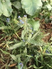 Anchusa