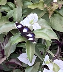 Hypolimnas misippus