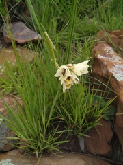 Eulophia welwitschii