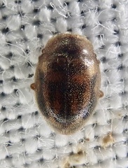 Rhyzobius chrysomeloides