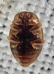 Rhyzobius chrysomeloides