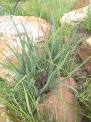 Aloe verecunda