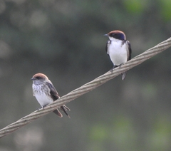 Petrochelidon fluvicola