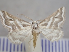 Anomocentris crystallota