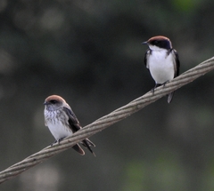 Petrochelidon fluvicola