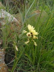 Eulophia welwitschii