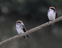 Petrochelidon fluvicola