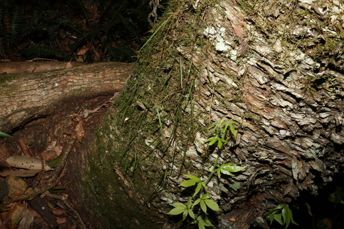 Image of Dendrobium mortii by (c) Greg Tasney, some rights reserved (CC BY-SA)