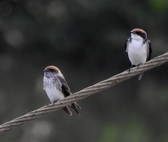 Petrochelidon fluvicola