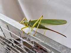Terpandrus woodgeri