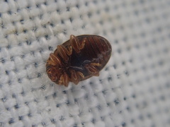 Rhyzobius chrysomeloides