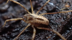 Dicranopalpus pulchellus