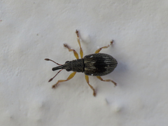 Kalcapion semivittatum