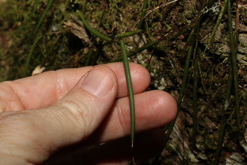 Image of Dendrobium mortii by (c) Greg Tasney, some rights reserved (CC BY-SA)