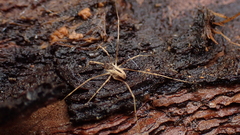 Dicranopalpus pulchellus