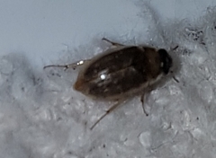 Enochrus