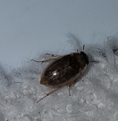 Enochrus