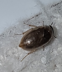 Enochrus