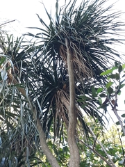 Beaucarnea recurvata