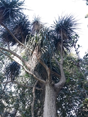 Beaucarnea recurvata