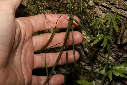 Image of Dendrobium mortii by (c) Greg Tasney, some rights reserved (CC BY-SA)
