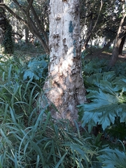 Beaucarnea recurvata