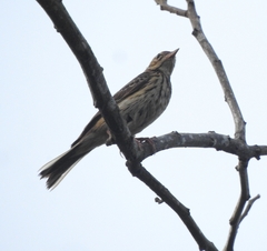 Anthus trivialis