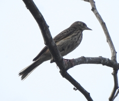 Anthus trivialis