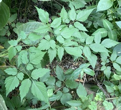 Campsis