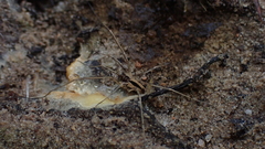 Dicranopalpus pulchellus
