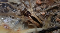 Dicranopalpus pulchellus