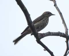 Anthus trivialis