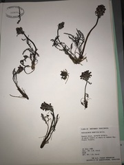 Pedicularis sudetica