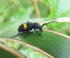 Lystronychus equestris