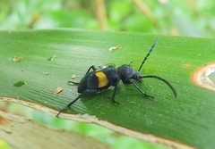Lystronychus equestris