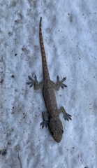 Hemidactylus garnotii