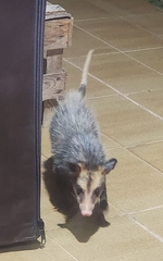 Didelphis aurita