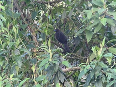 Chamaepetes goudotii