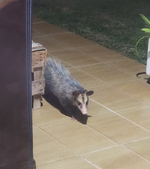 Didelphis aurita