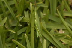 Atractomorpha australis