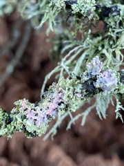 Laetisaria lichenicola