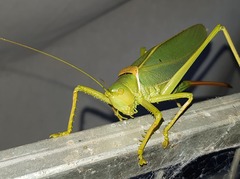 Terpandrus woodgeri