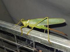 Terpandrus woodgeri
