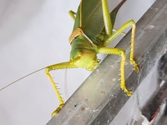 Terpandrus woodgeri