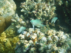 Amblyglyphidodon indicus