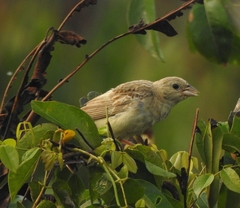 Emberiza melanocephala