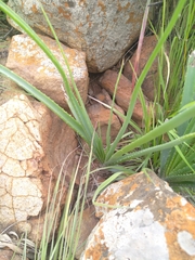 Aloe verecunda
